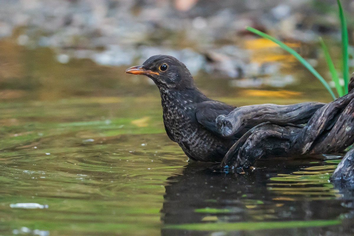 Eurasian Blackbird - ML638058695