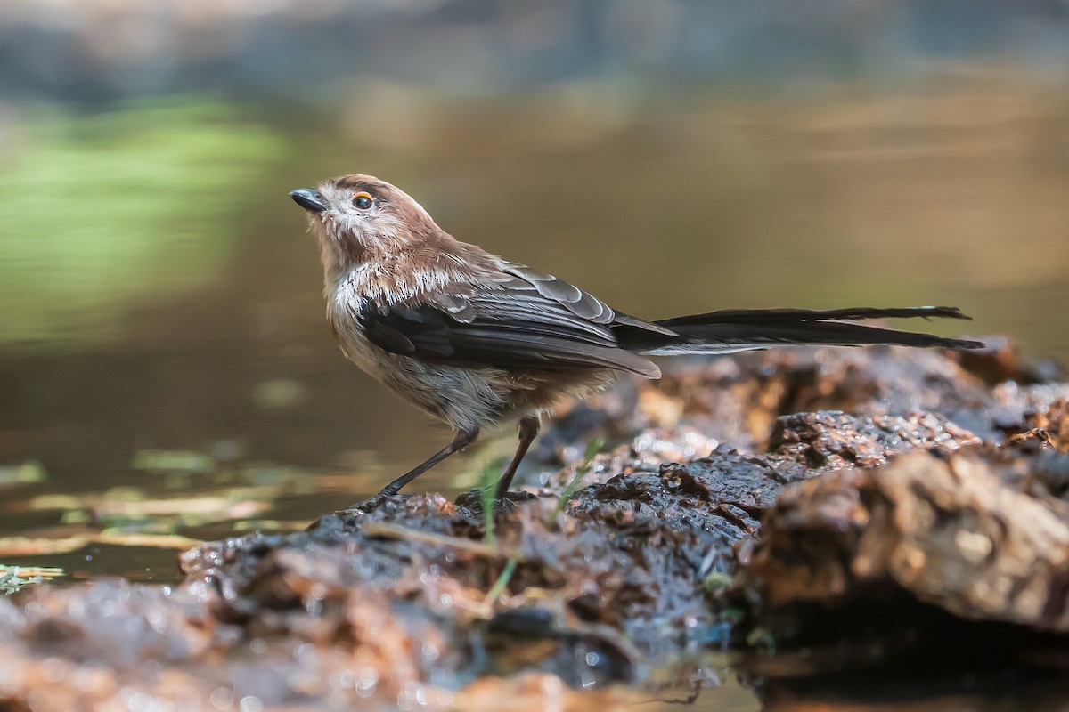 Long-tailed Tit - ML638058709