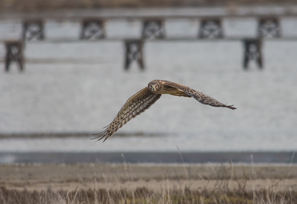 Northern Harrier - Jerry Ting