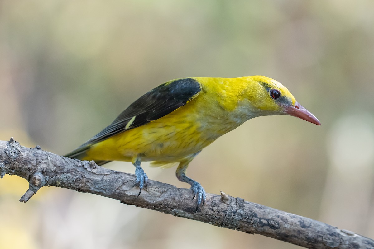 Eurasian Golden Oriole - ML638058724
