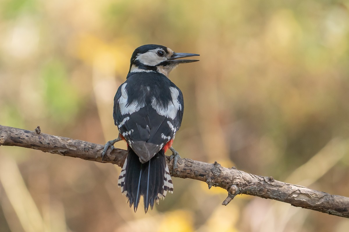 Great Spotted Woodpecker - ML638058734