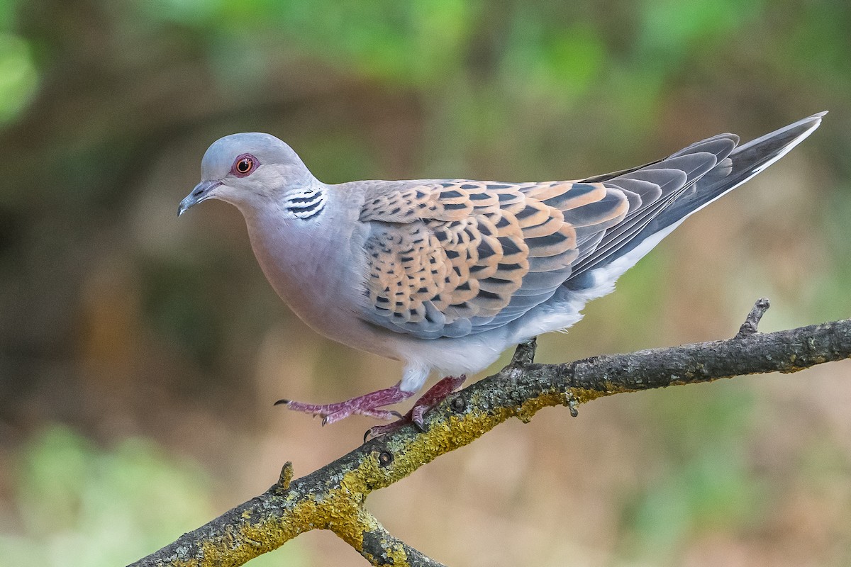 European Turtle-Dove - ML638058762
