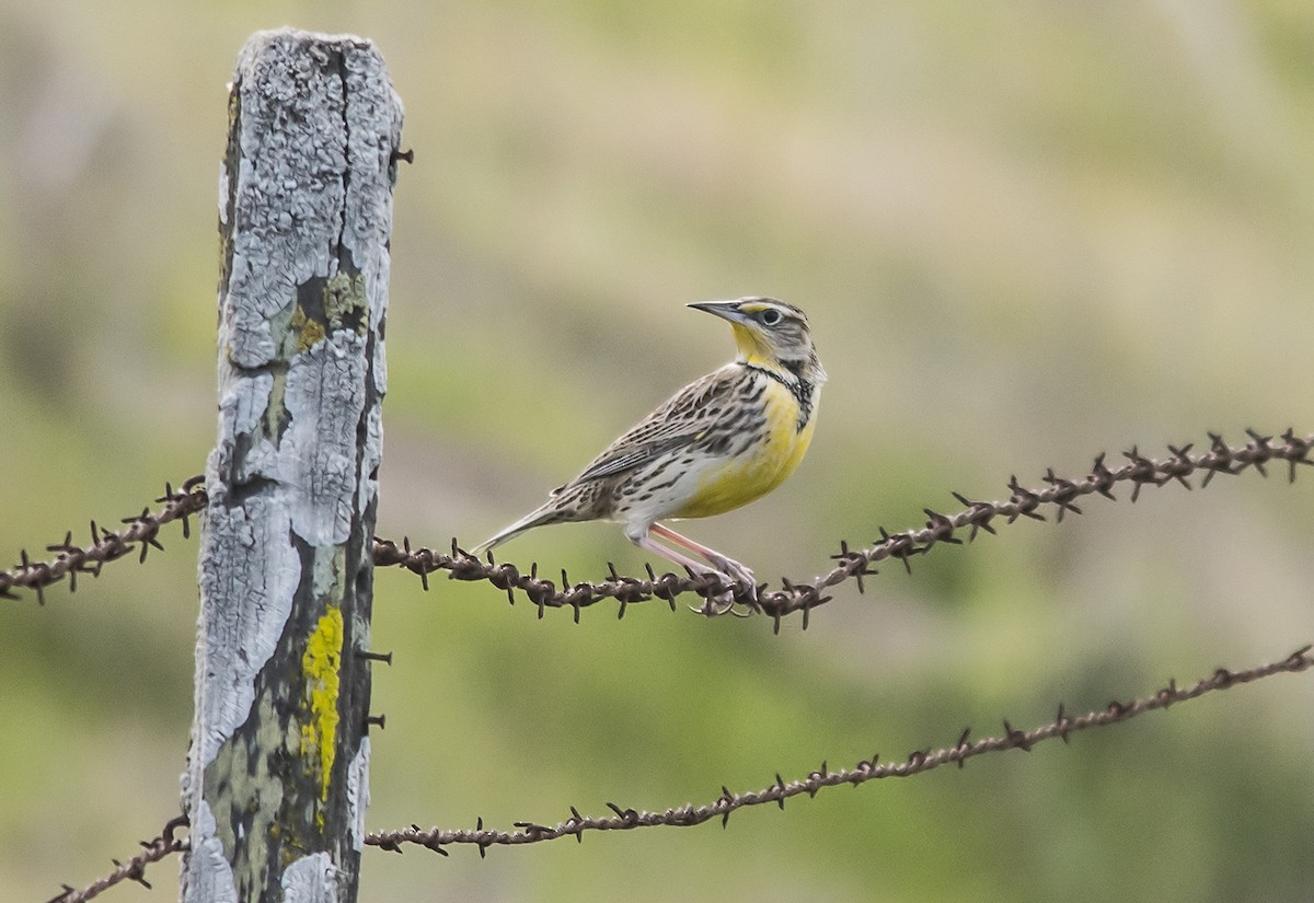 Western Meadowlark - Jerry Ting