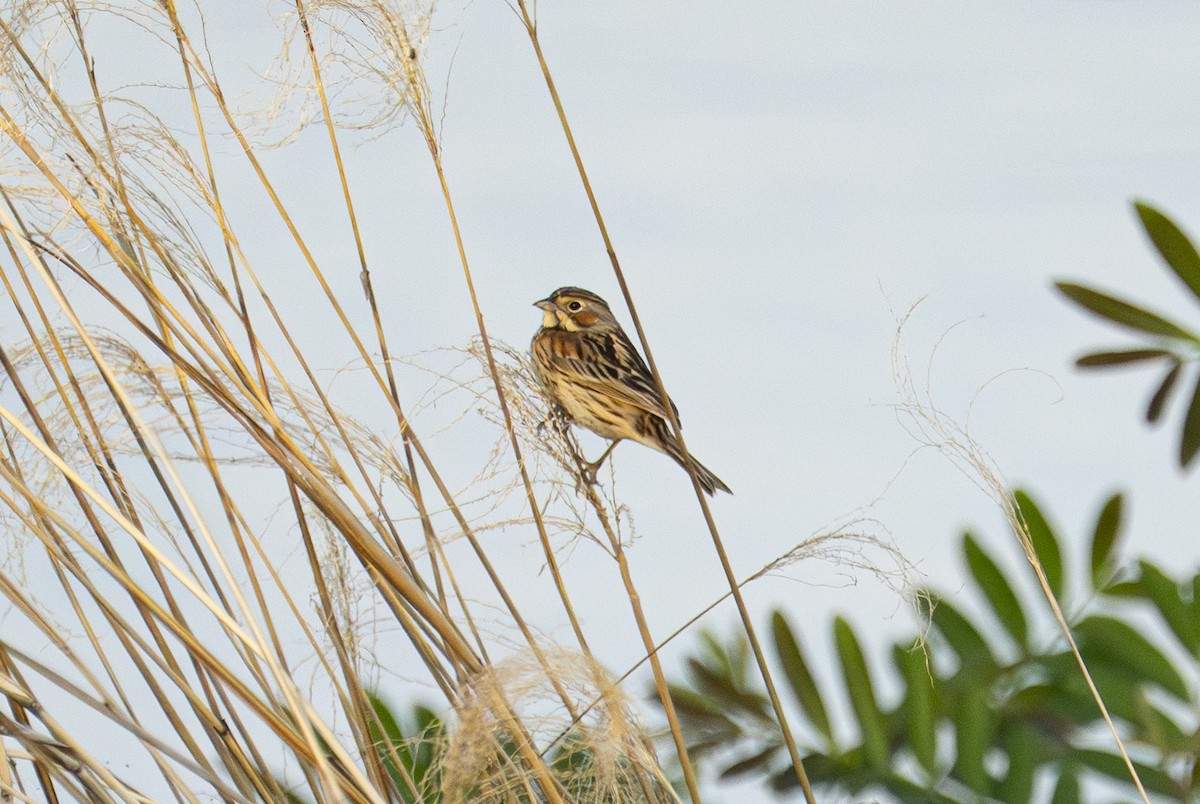 Chestnut-eared Bunting - ML638058837
