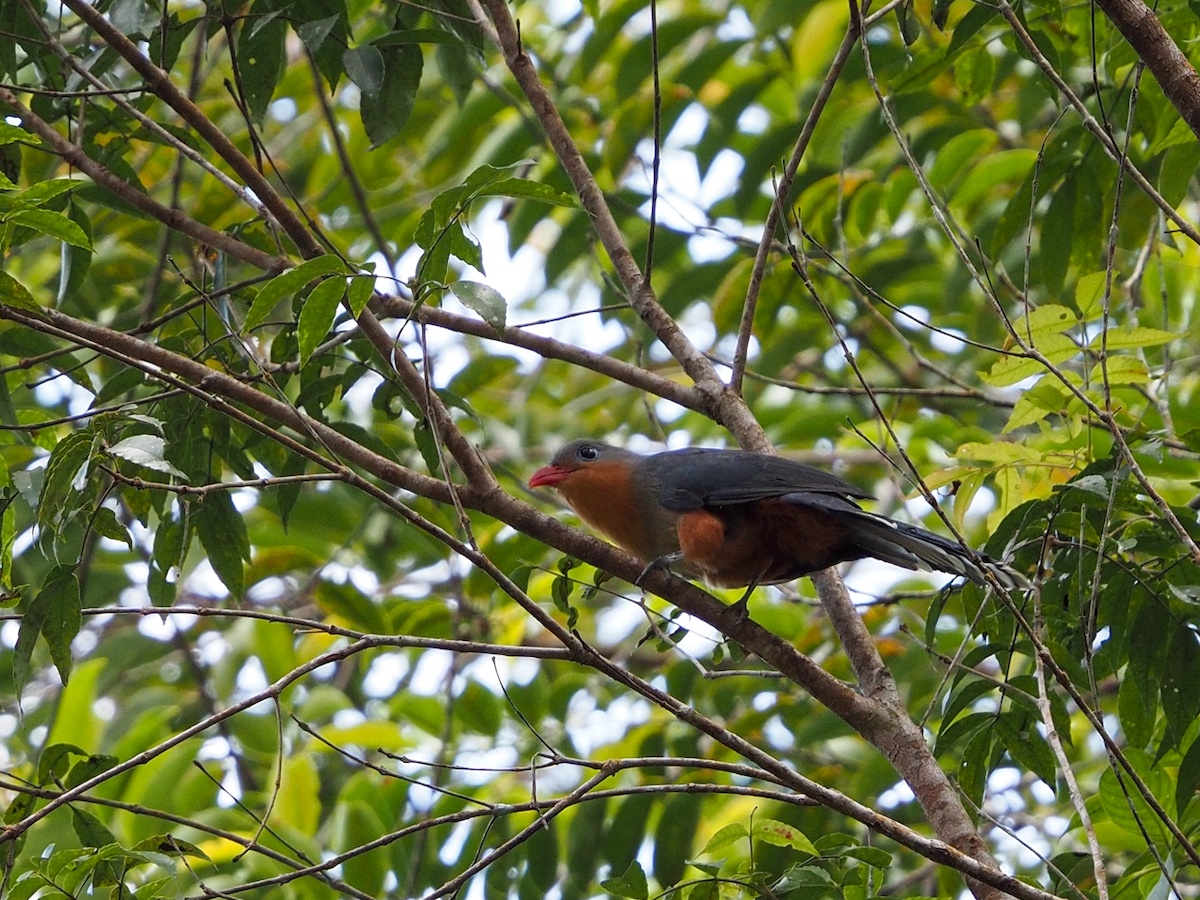 Red-billed Malkoha - ML638058860