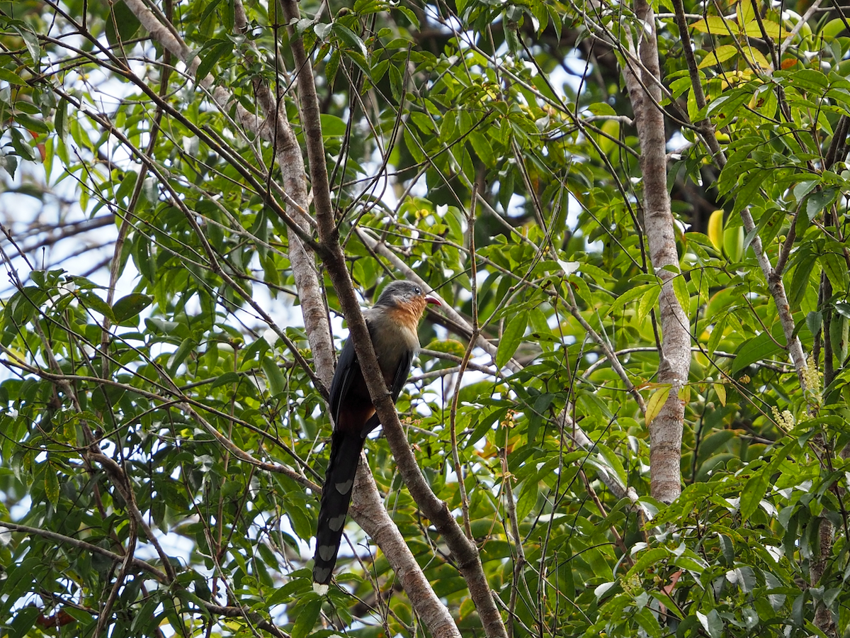 Red-billed Malkoha - ML638058861