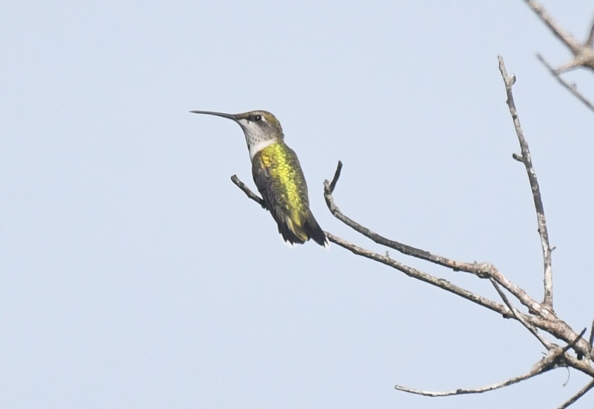 Colibri à gorge rubis - ML638058887
