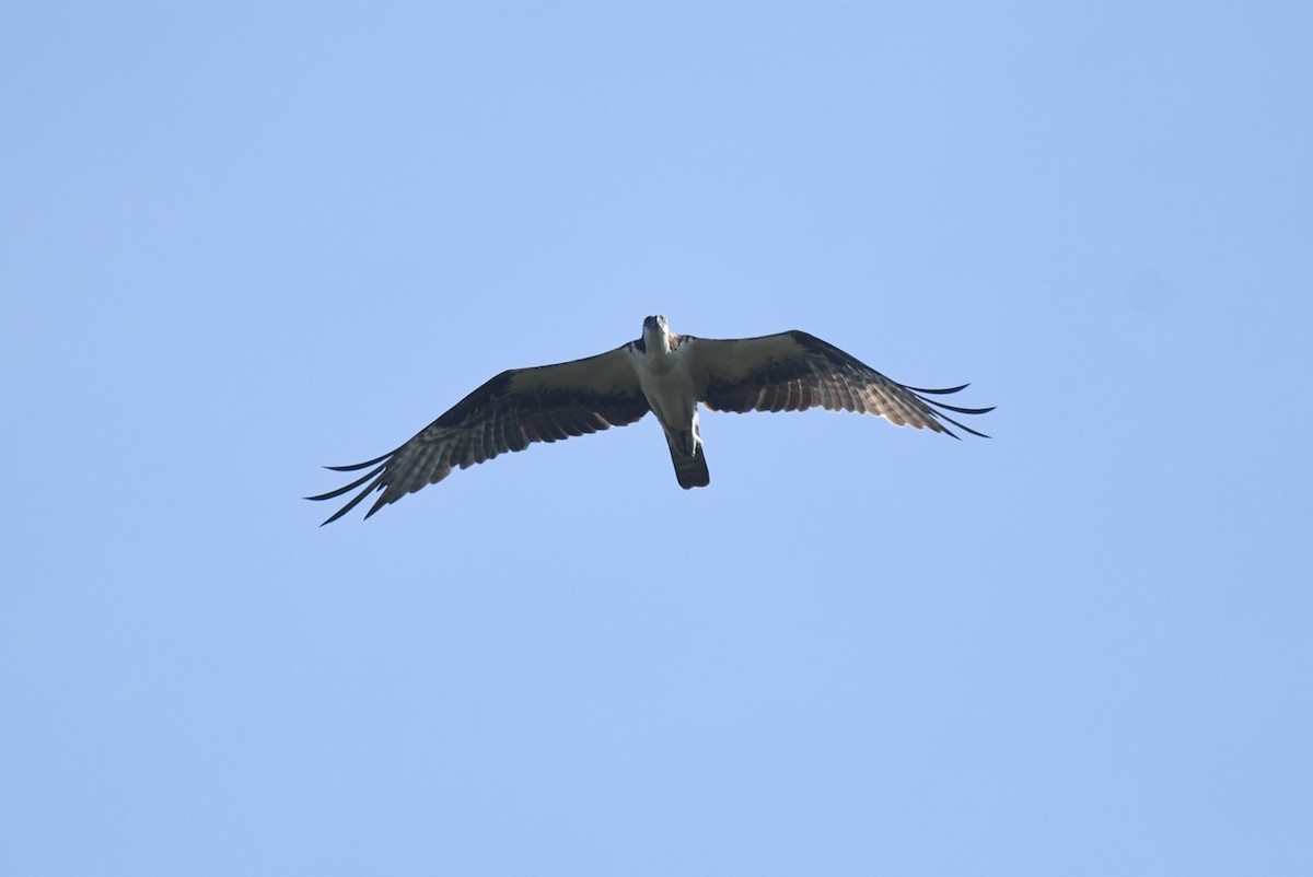 Balbuzard pêcheur - ML638058900