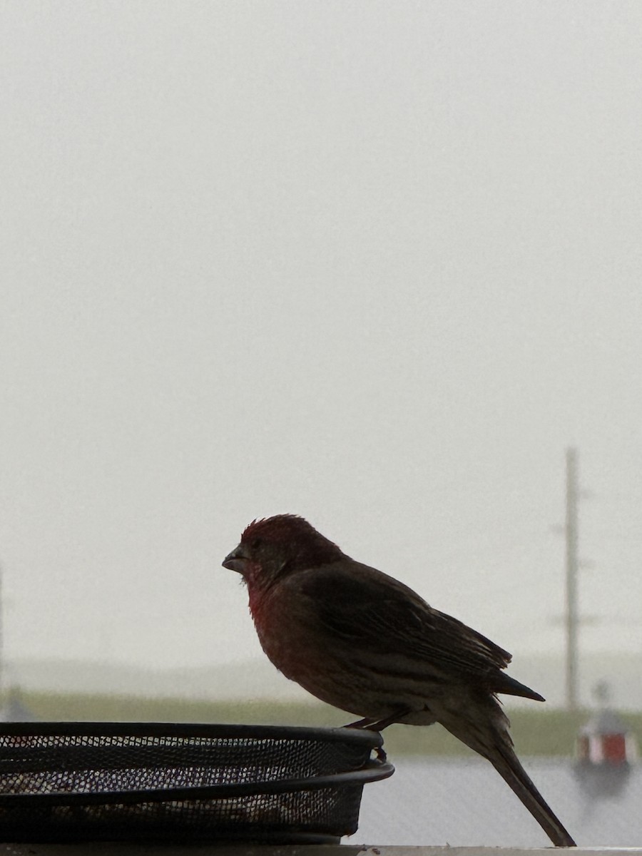 House/Purple Finch - ML638058965
