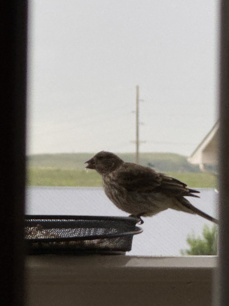 House/Purple Finch - ML638058966