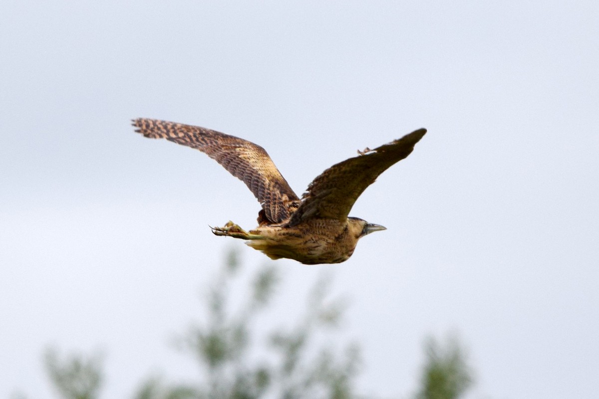 Eurasian Bittern - ML638059044