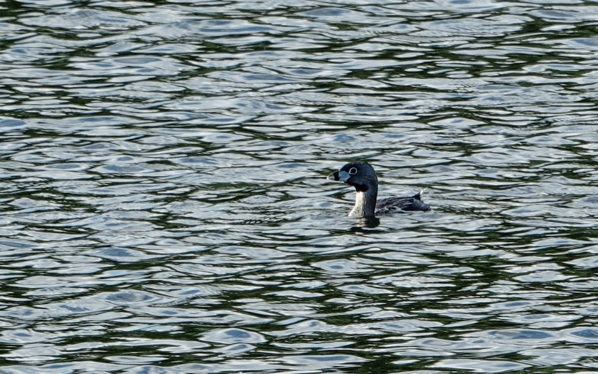 Pied-billed Grebe - ML638059045