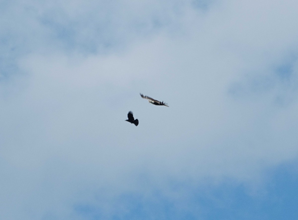 Bald Eagle - ML638059049