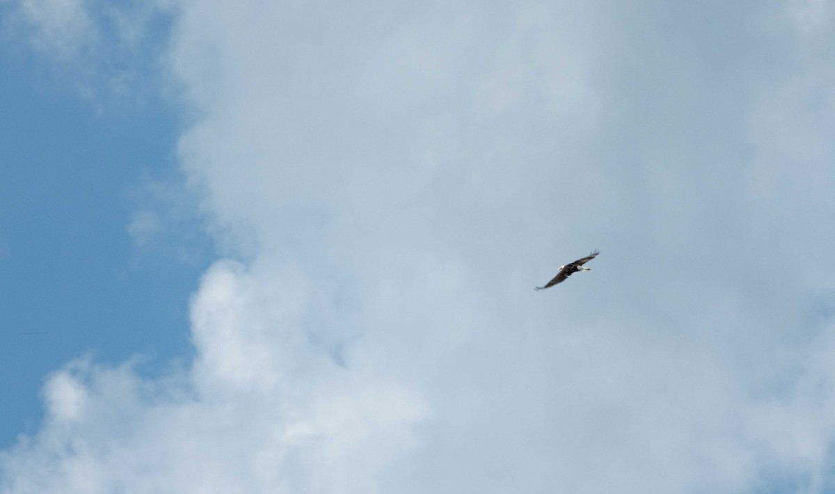 Bald Eagle - ML638059050