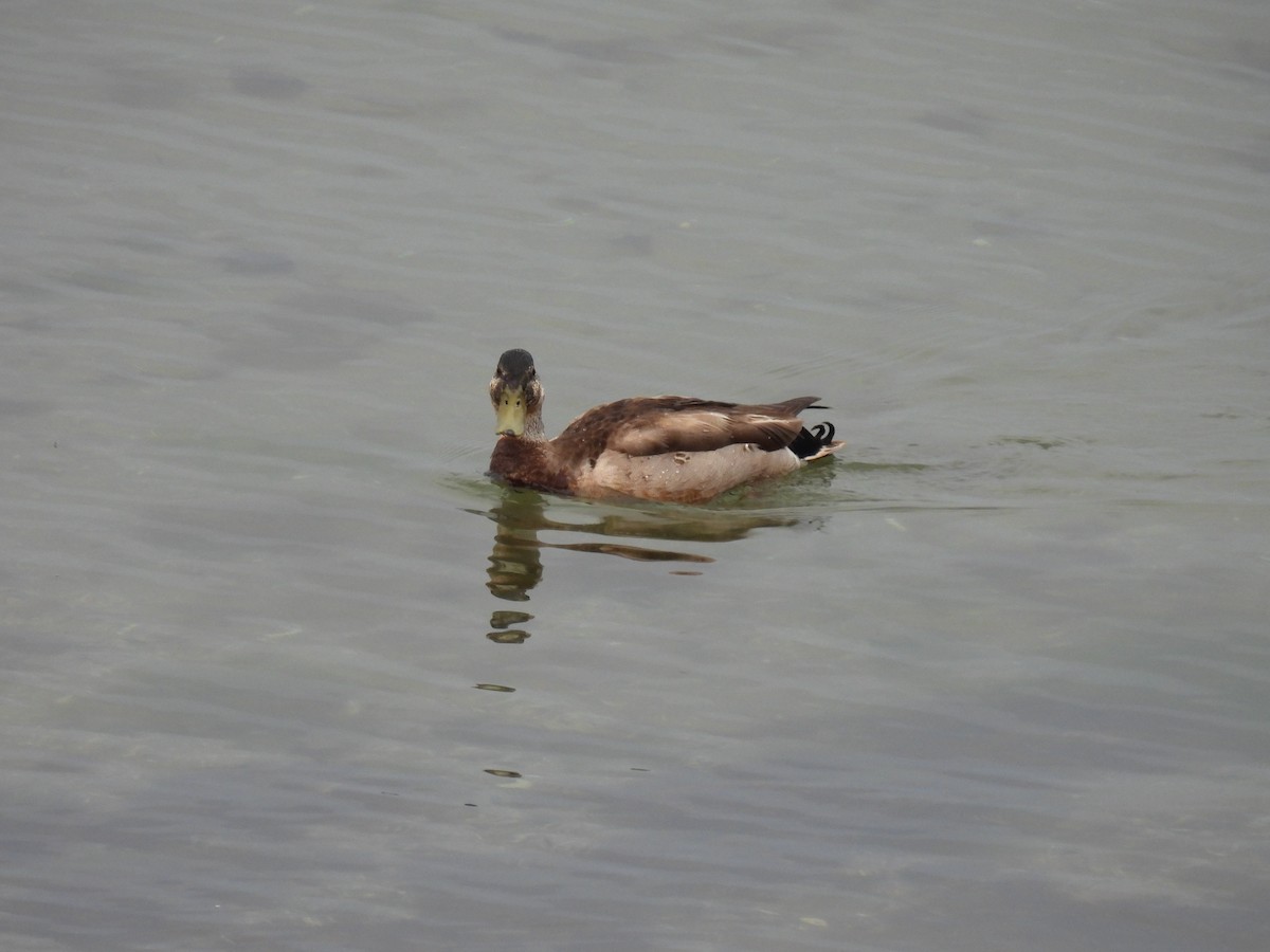 Mallard x American Black Duck (hybrid) - ML638059055