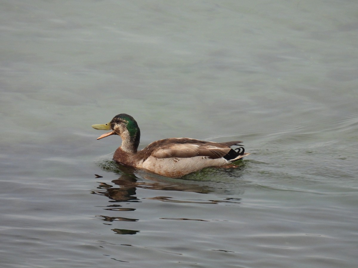 Mallard x American Black Duck (hybrid) - ML638059056