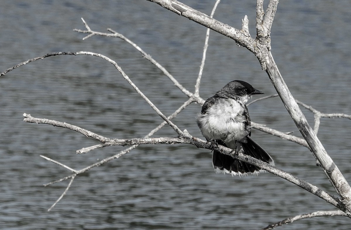 Eastern Kingbird - ML638059057