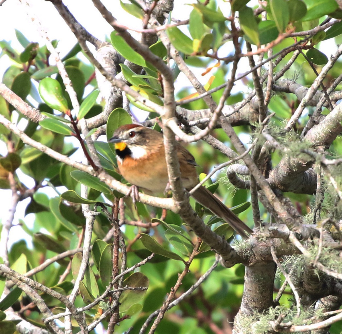 Chotoy Spinetail - ML638059069