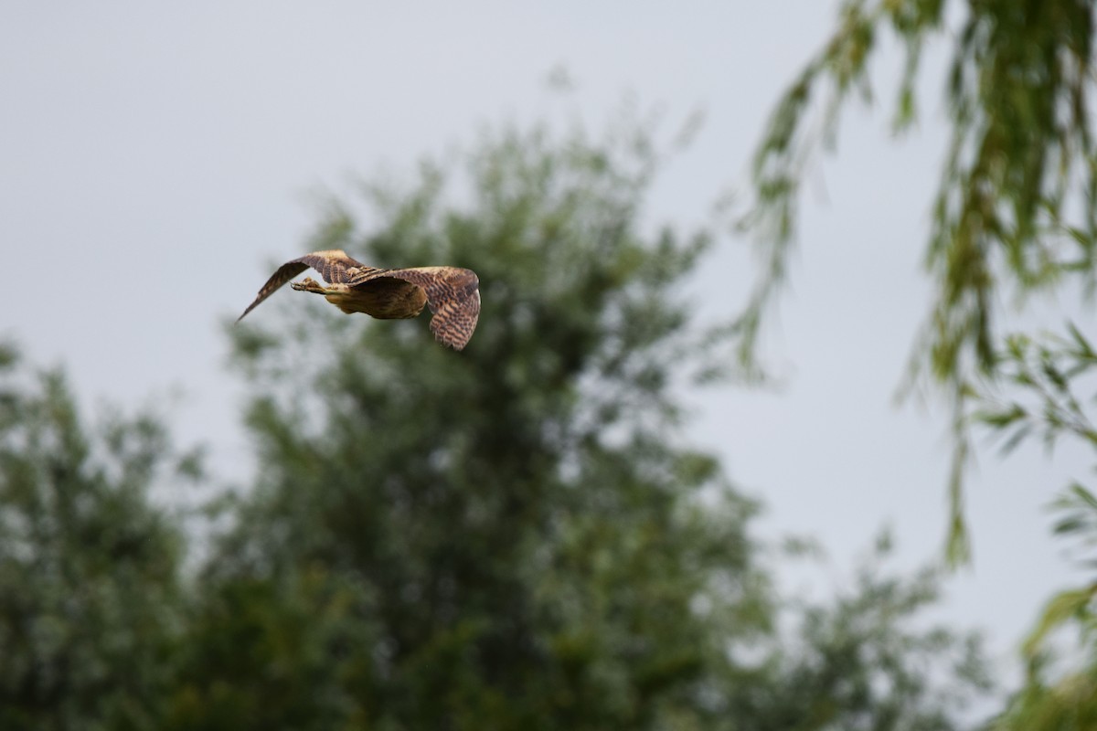 Eurasian Bittern - ML638059089