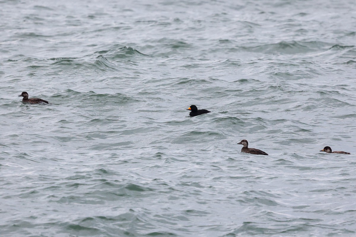 Black Scoter - ML638059090