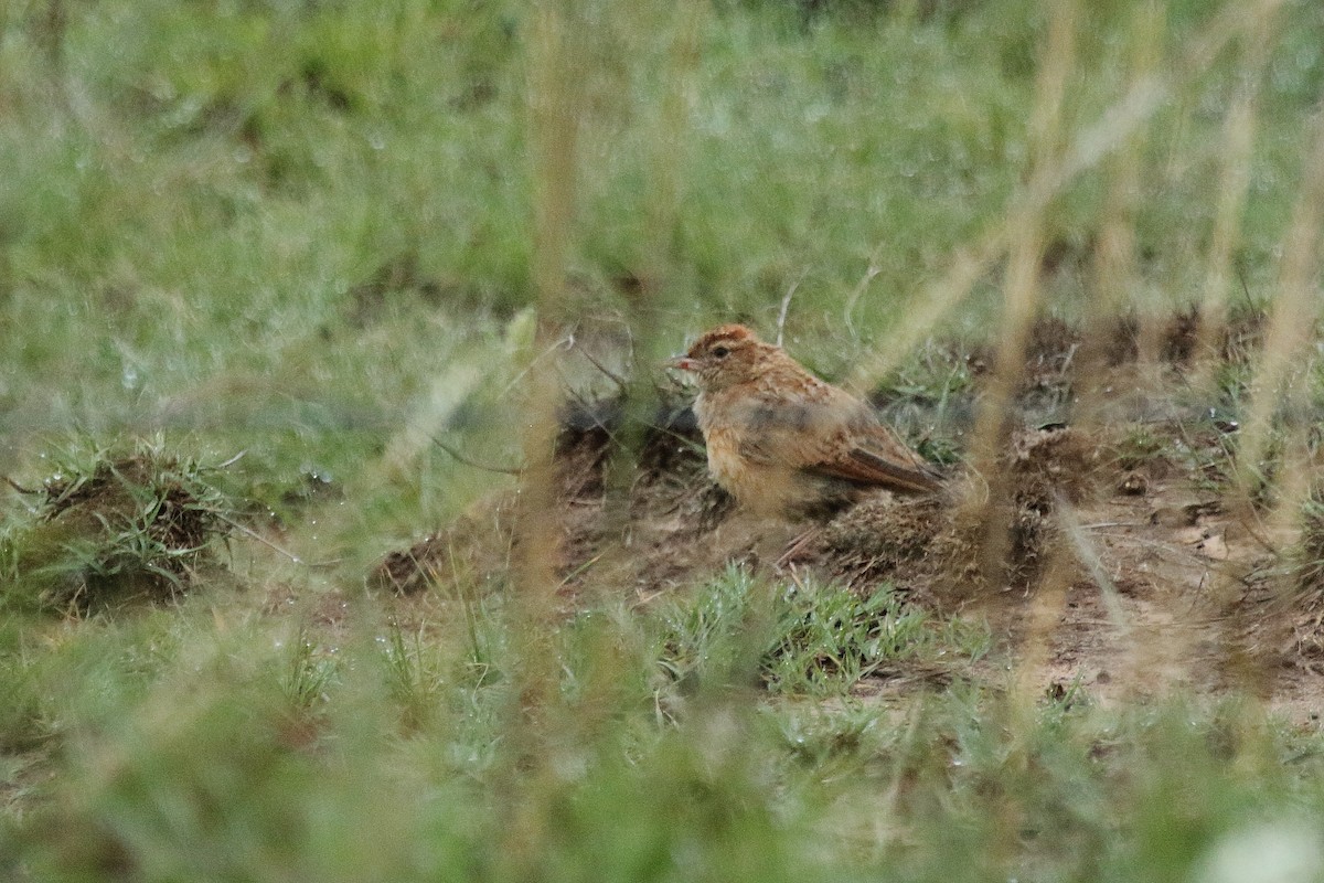 Eastern Clapper Lark - ML638059112