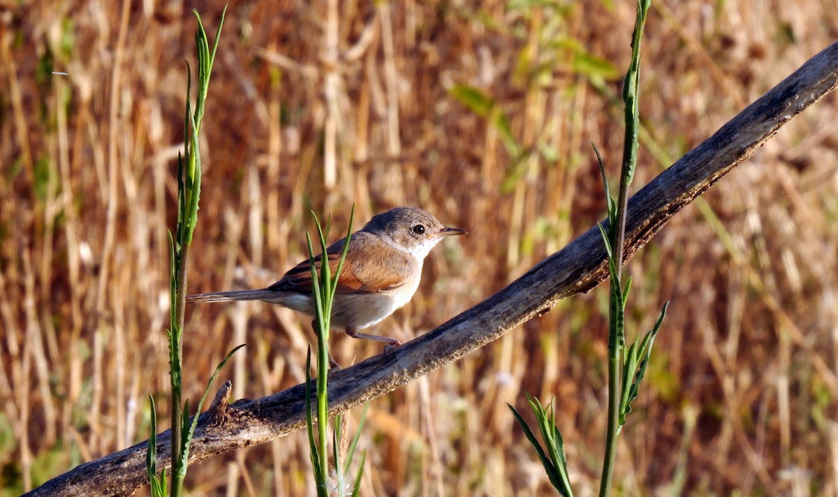 Spectacled Warbler - ML638059120