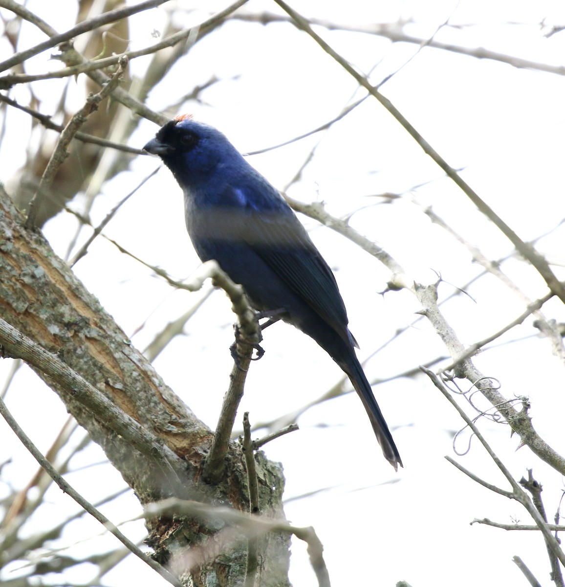 Diademed Tanager - ML638059135