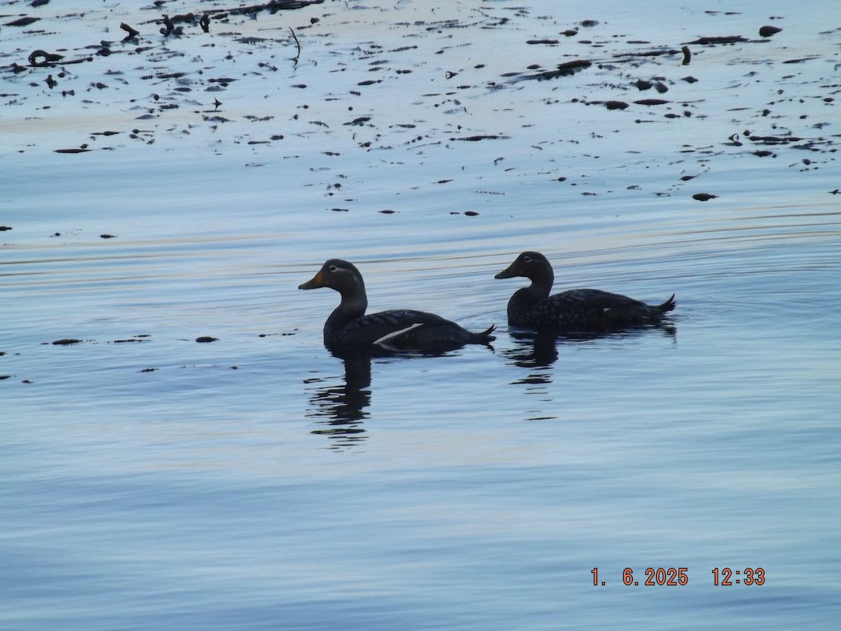 Flightless Steamer-Duck - ML638059141