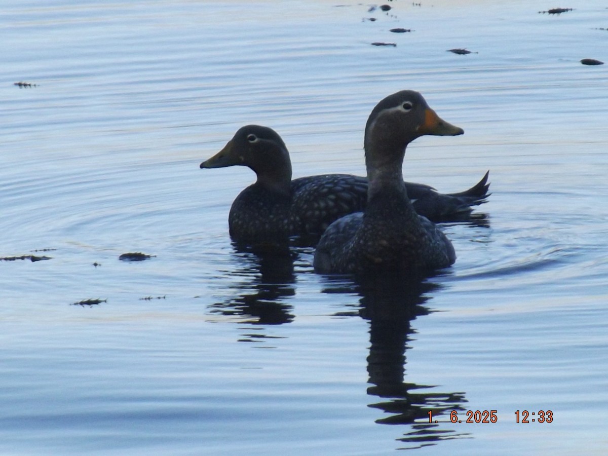 Flightless Steamer-Duck - ML638059142