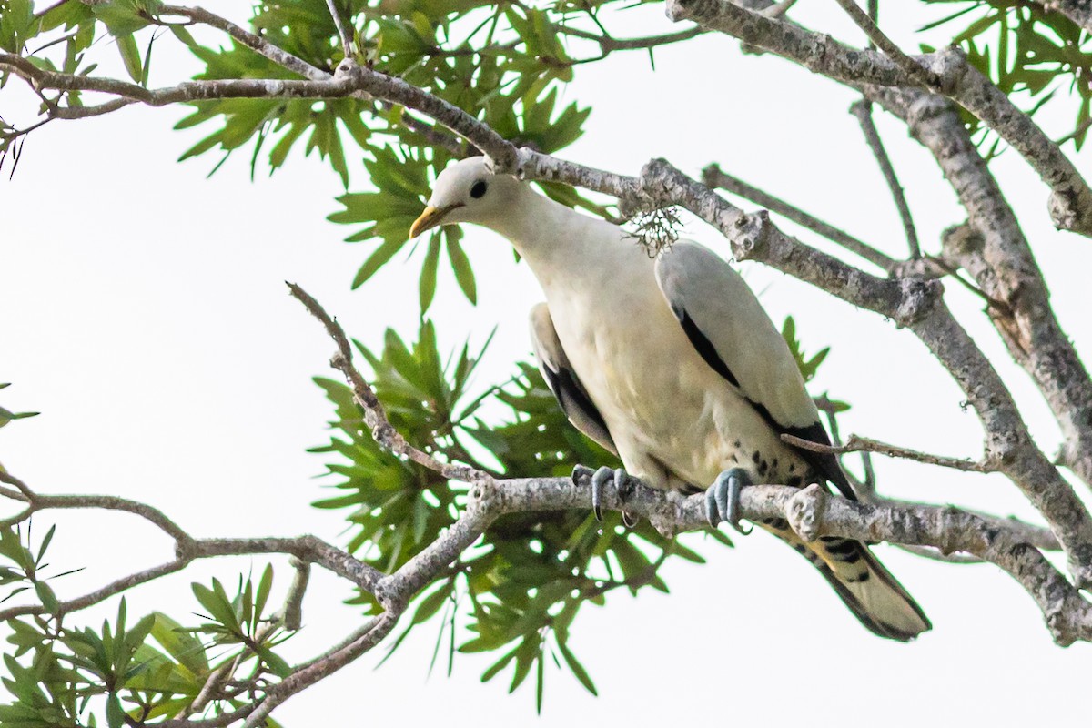 Torresian Imperial-Pigeon - ML638059143