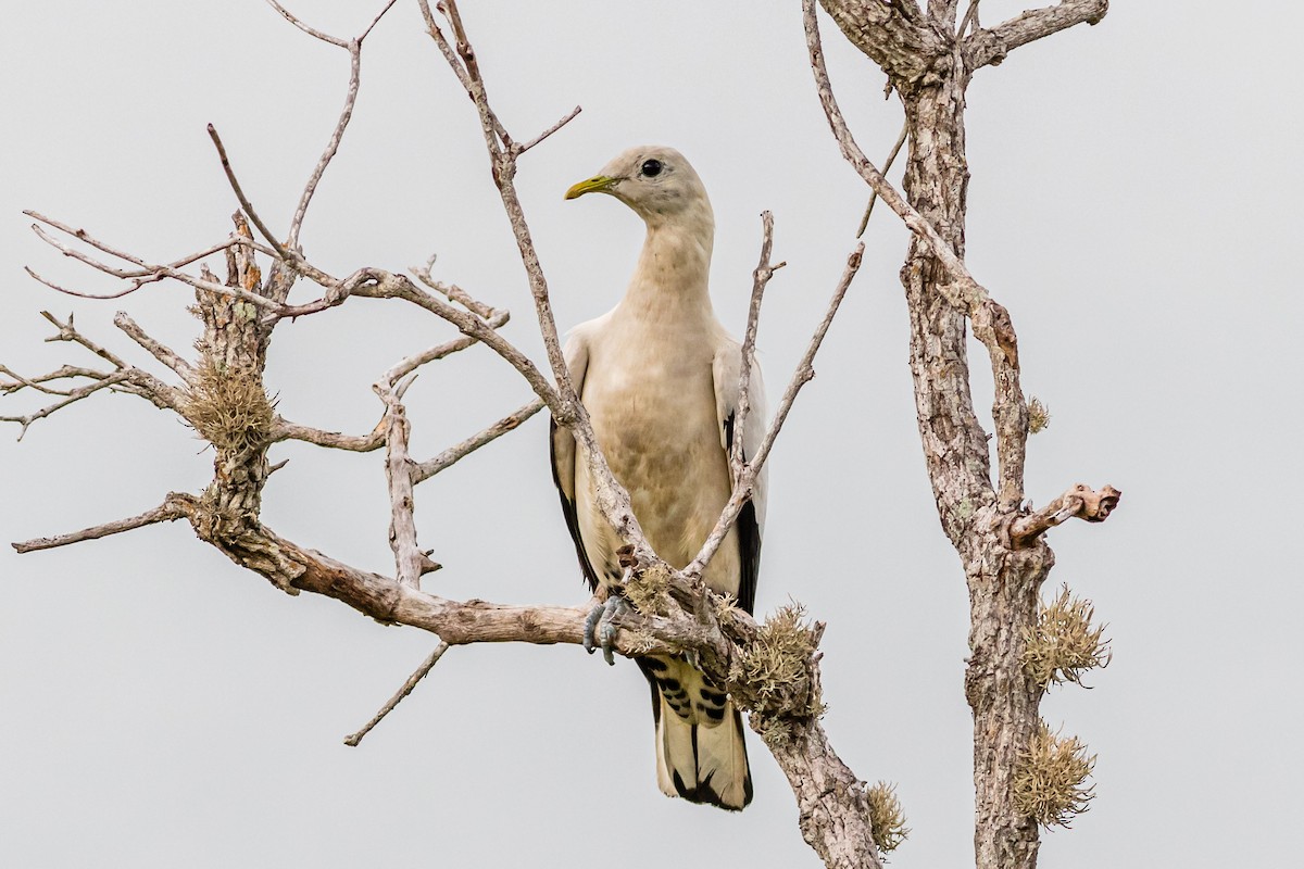 Torresian Imperial-Pigeon - ML638059145