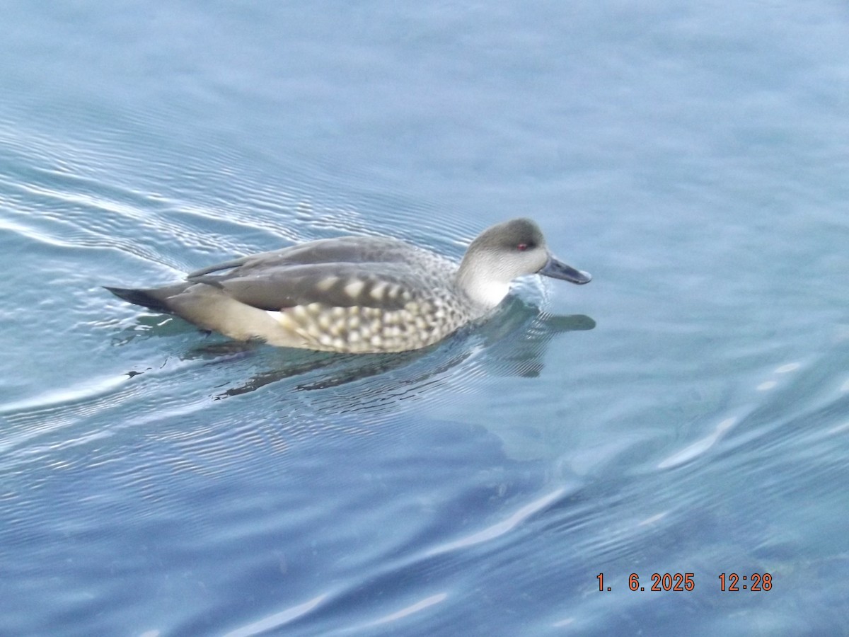 Crested Duck - ML638059157