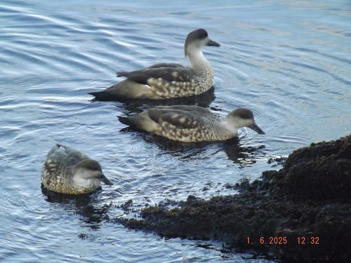 Crested Duck - ML638059158