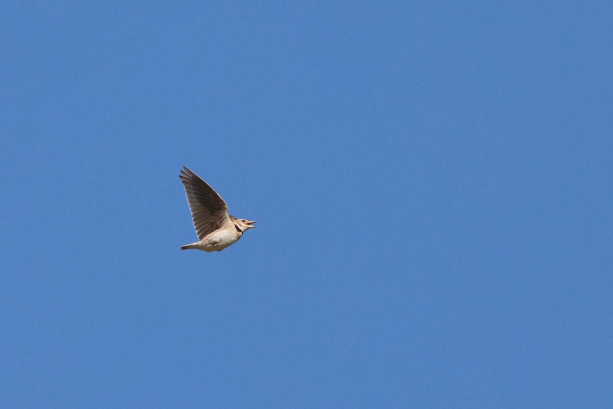 Bimaculated Lark - ML638059175