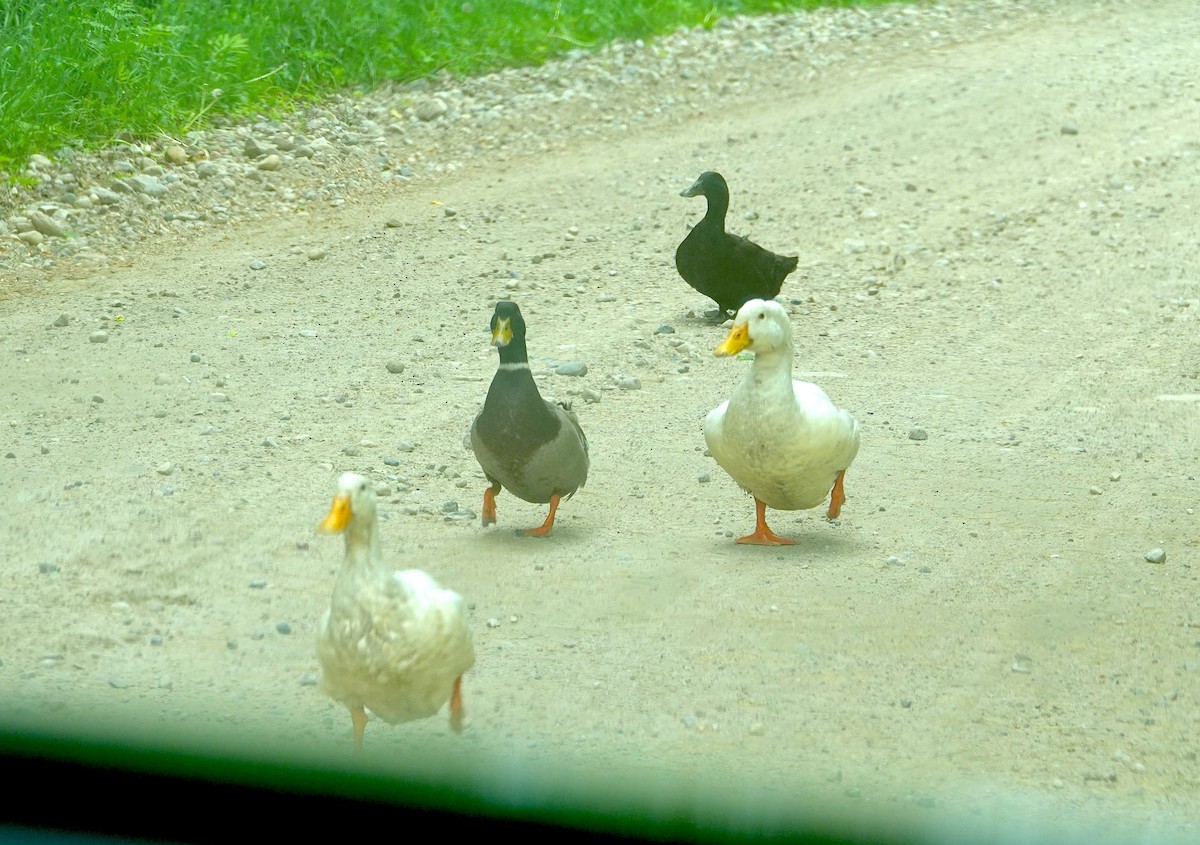 duck sp. - ML638059218