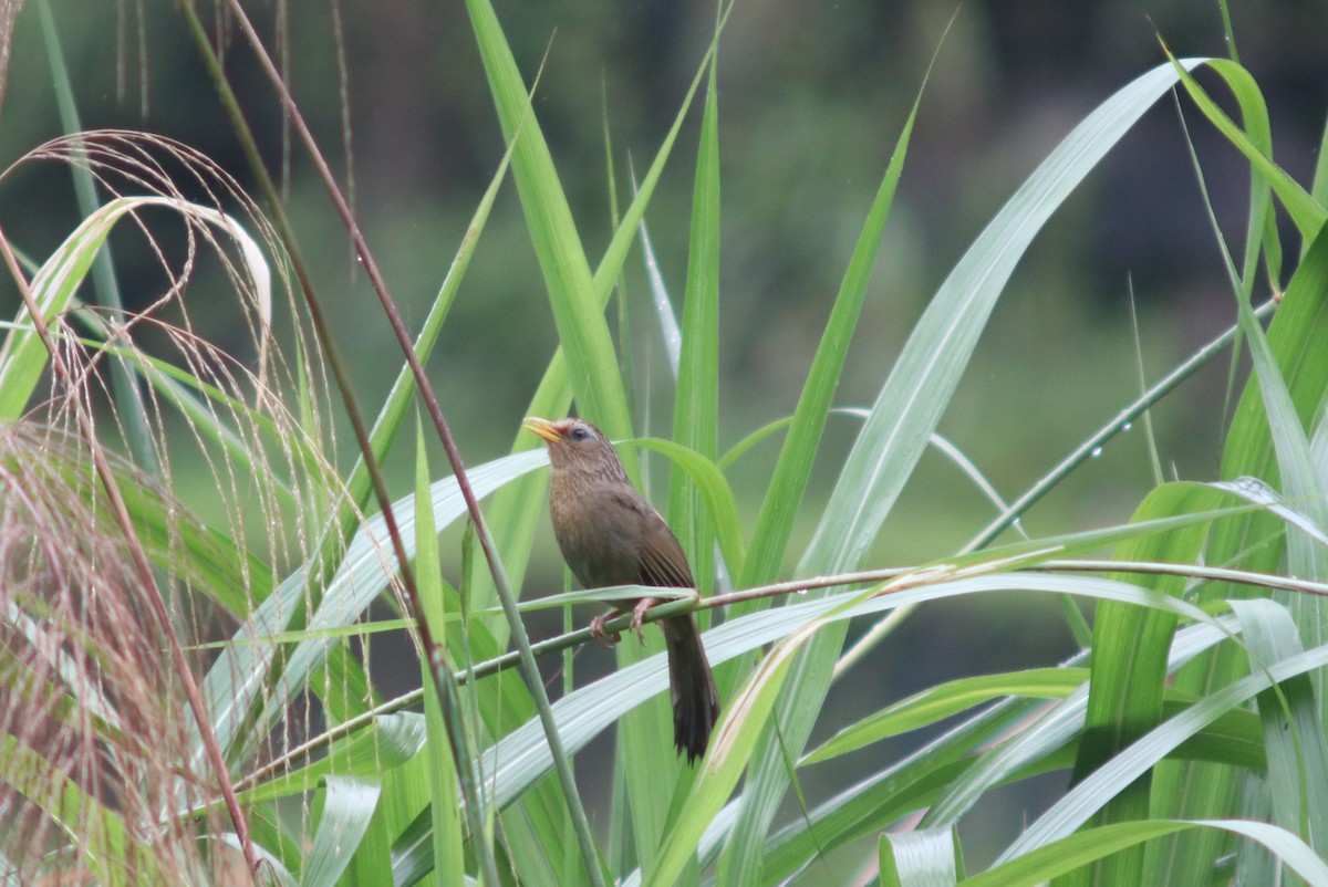 Chinese x Taiwan Hwamei (hybrid) - ML638059221