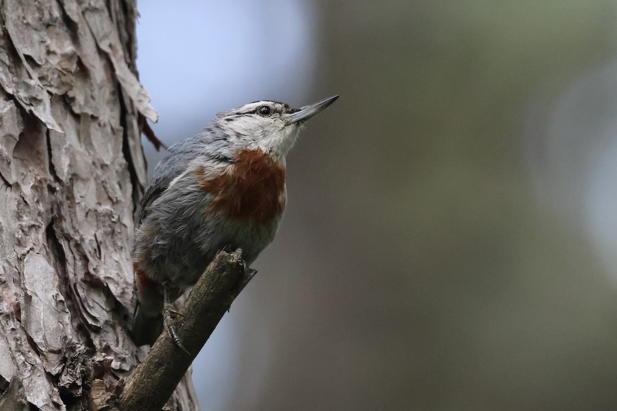 Krüper's Nuthatch - ML638059241