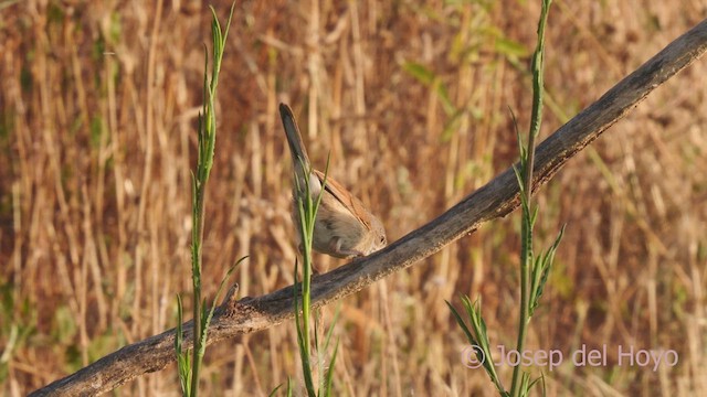 Spectacled Warbler - ML638059247