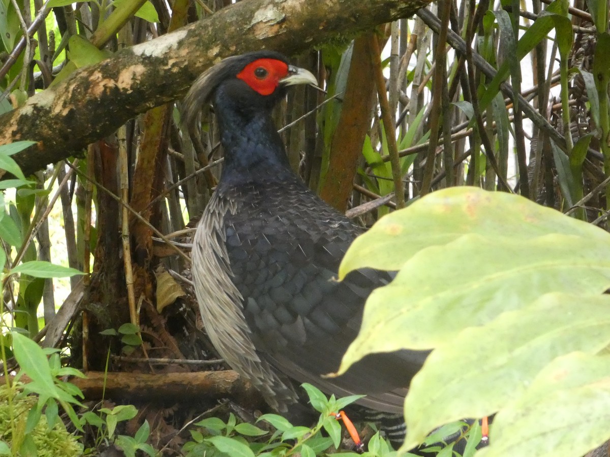 Kalij Pheasant - ML638059251