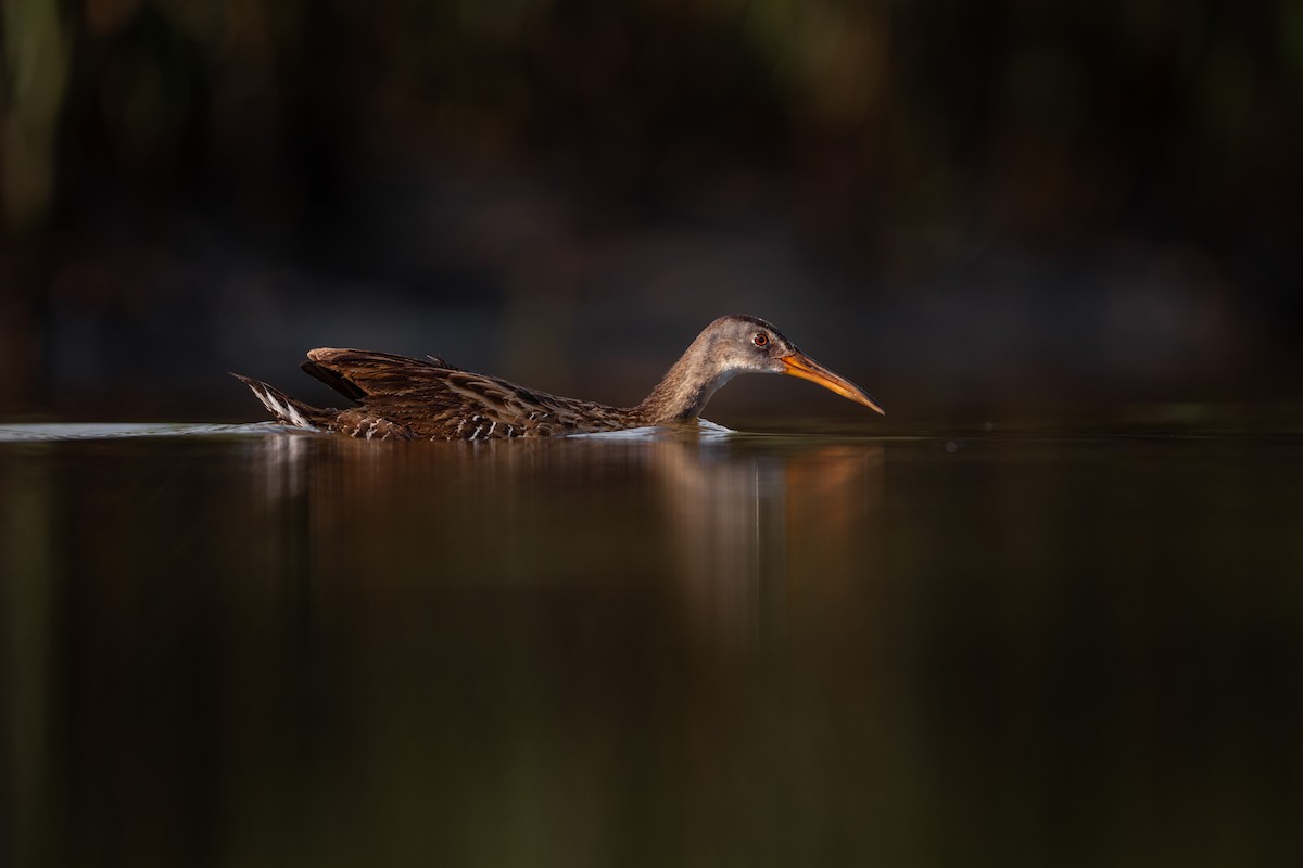 Clapper Rail - ML638059270