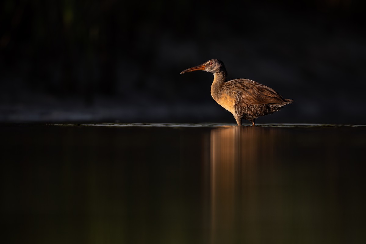 Clapper Rail - ML638059271