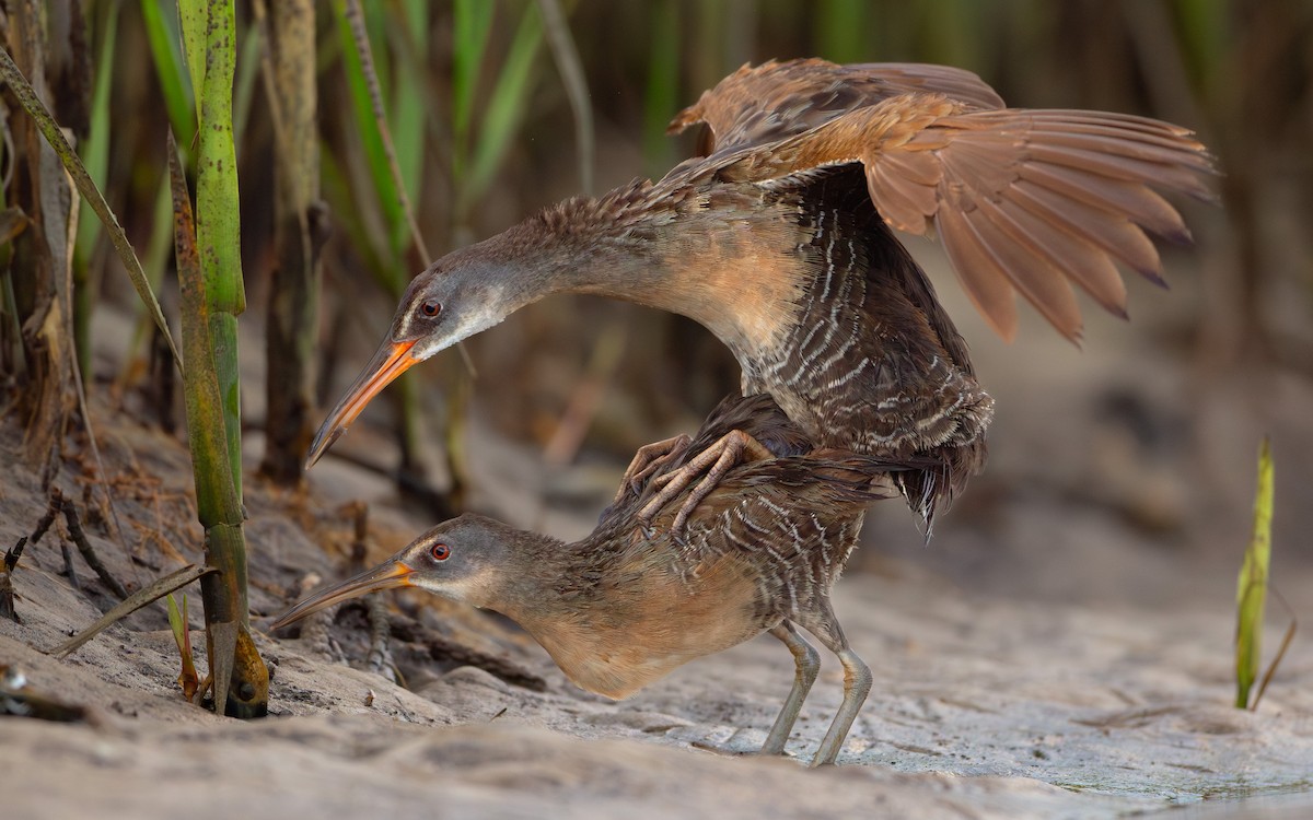 Clapper Rail - ML638059272