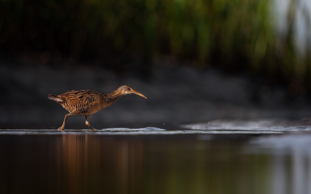 Clapper Rail - ML638059273