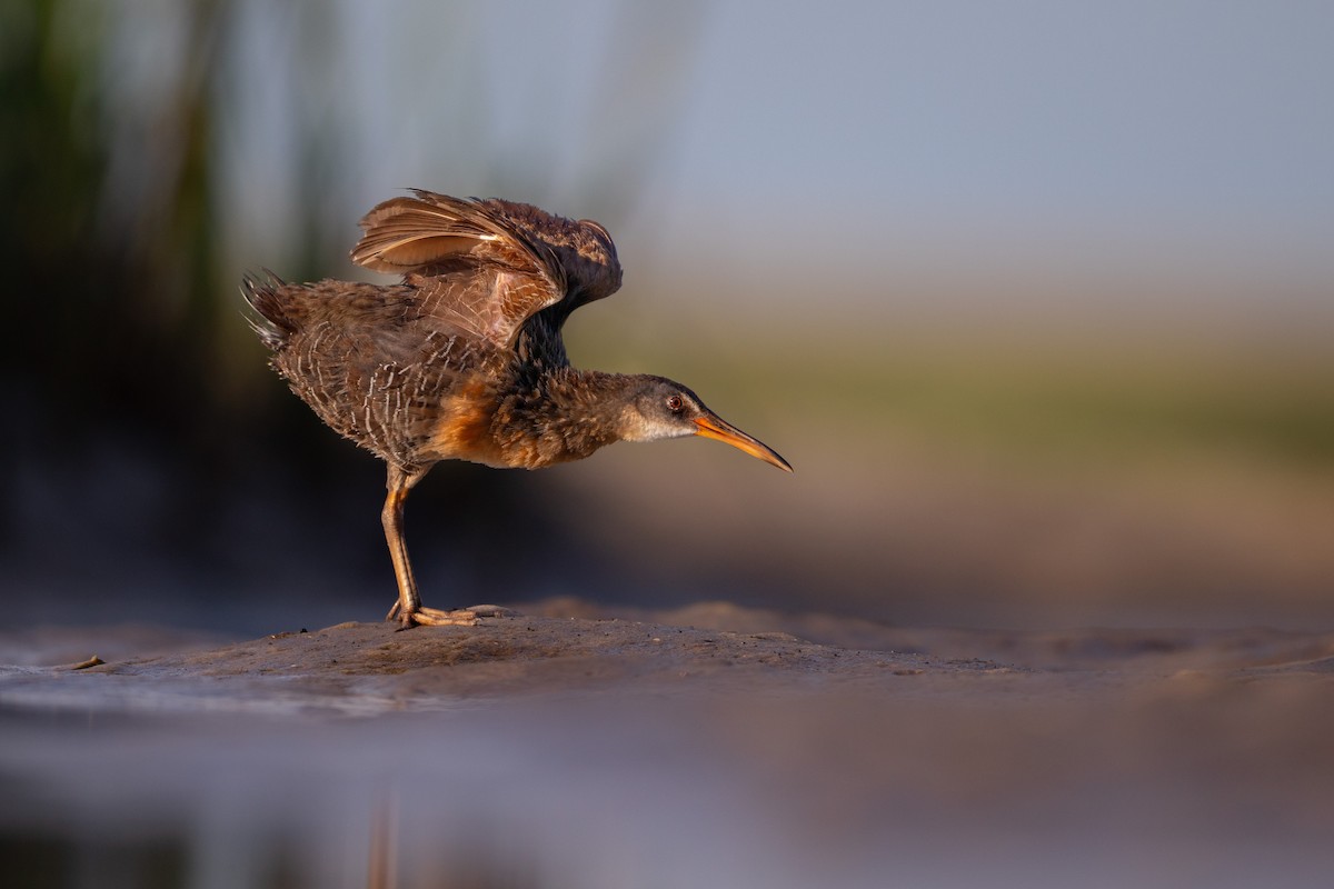 Clapper Rail - ML638059274