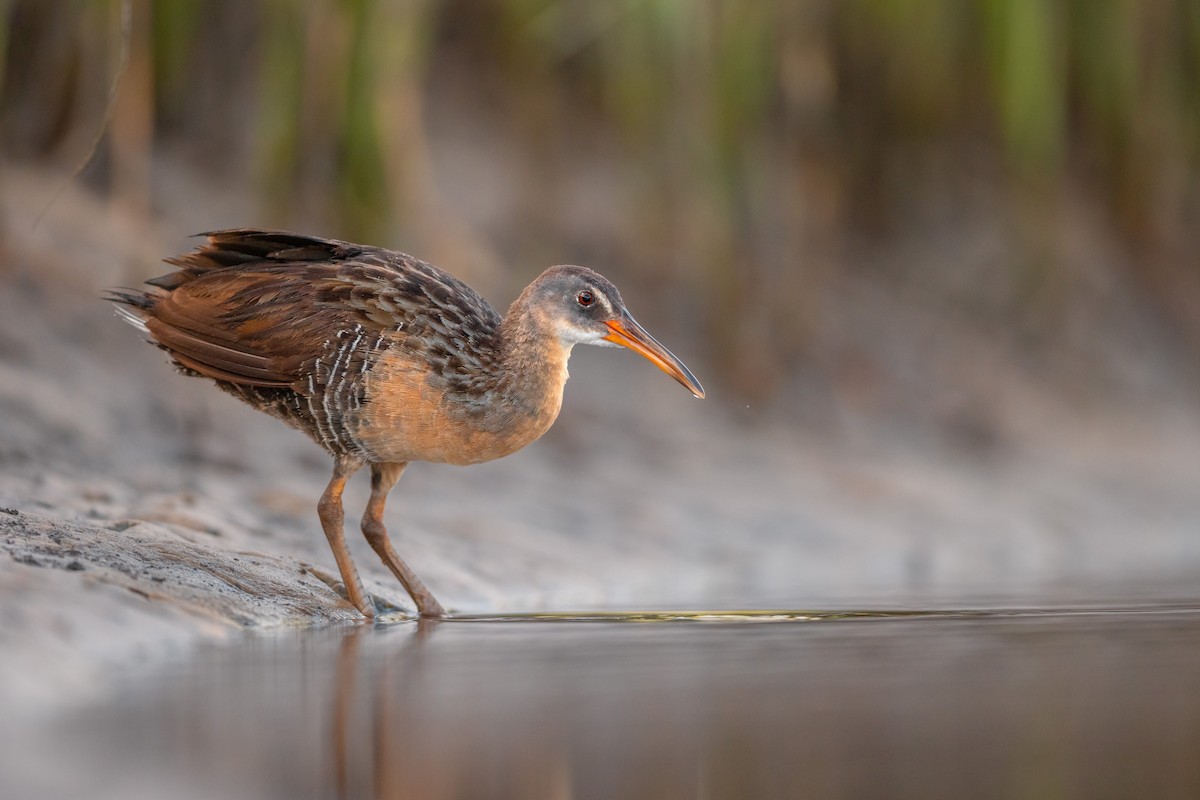 Clapper Rail - ML638059275