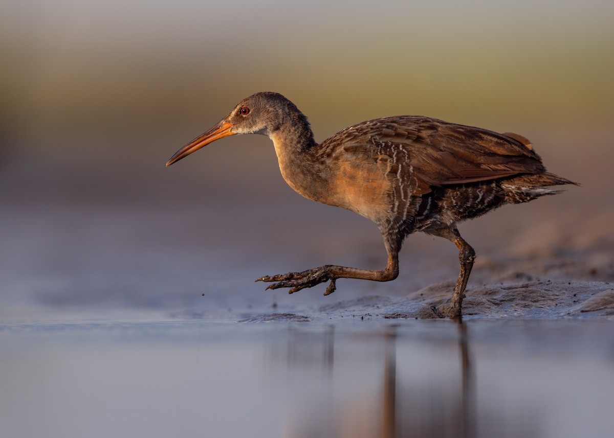 Clapper Rail - ML638059276