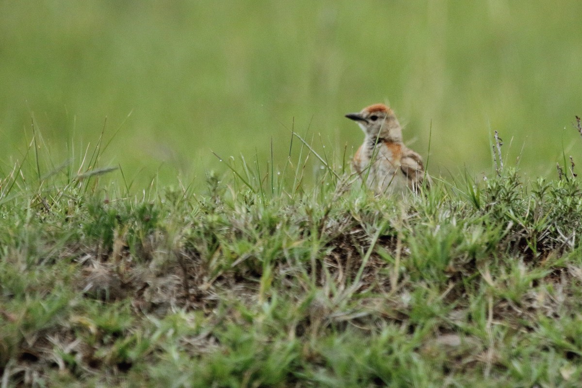 Red-capped Lark - ML638059287