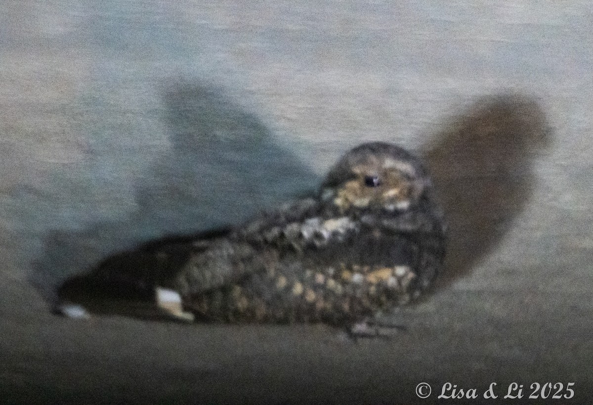 Gray Nightjar - ML638059304