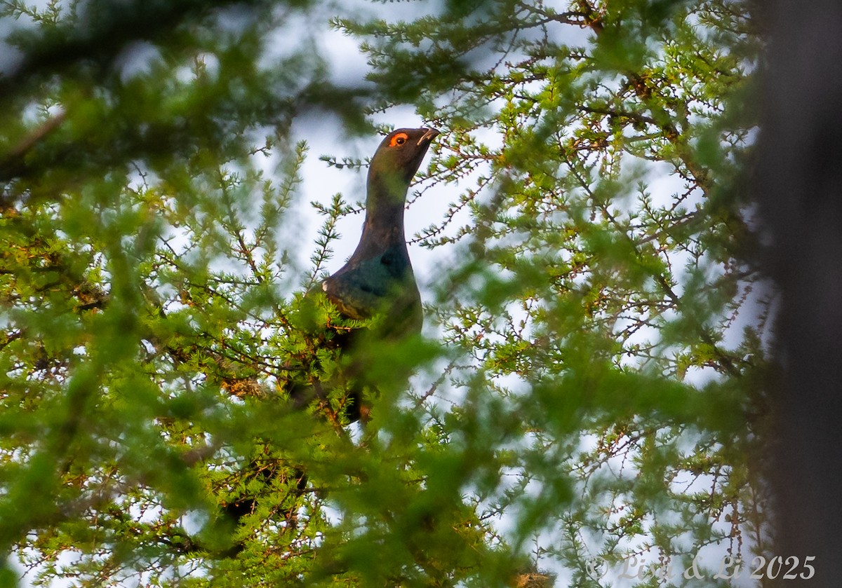 Black-billed Capercaillie - ML638059312