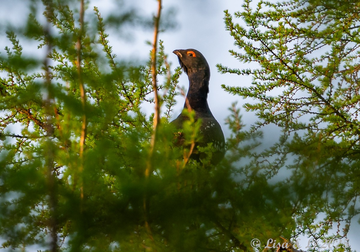 Black-billed Capercaillie - ML638059314